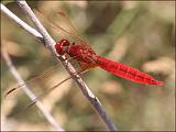 2007-07-25_Vuurlibel_3_-_Spaanse Pyreneeen